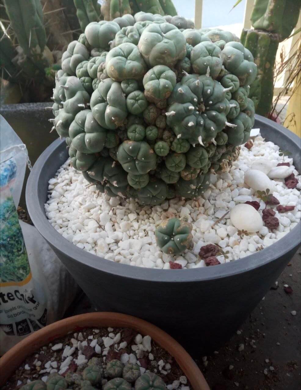 Peyote (mescaline cactus) — Kleine spinlose grau-grüne Kaktus 'Buttons'; getrocknete Scheiben