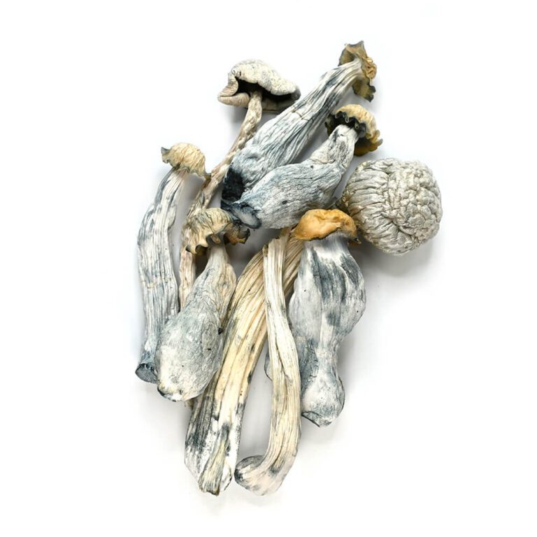 Psilocybin Mushrooms (Shrooms)