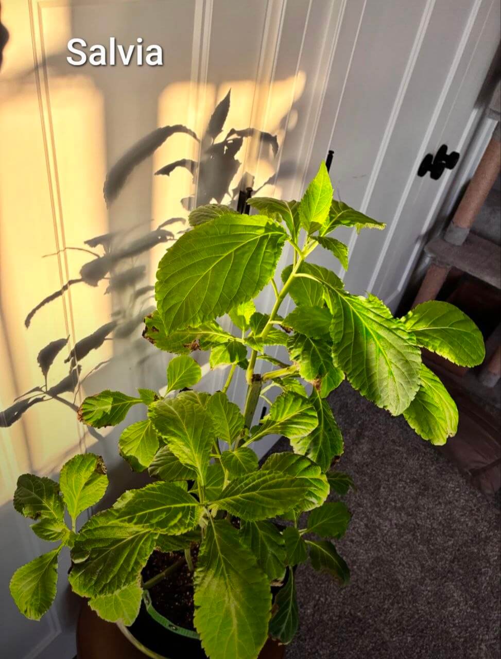 Salvia Divinorum