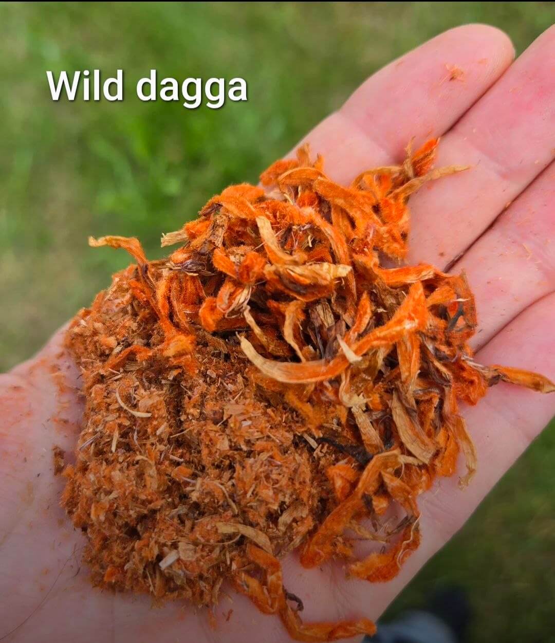 Wild Dagga (Leonotis leonurus) — Gromady kwiatów pomarańczowych suszone i wędzone; tradycyjne południowoafrykańskie ('dzika dagga' = dziki konopie, ale bez kannabinoidów)
